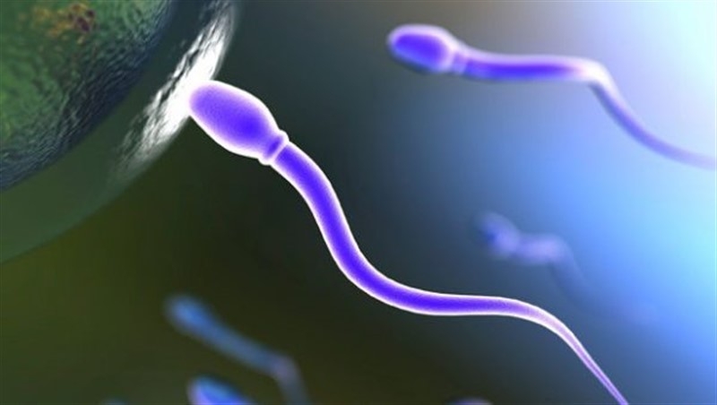 İnsan spermi üretildi!