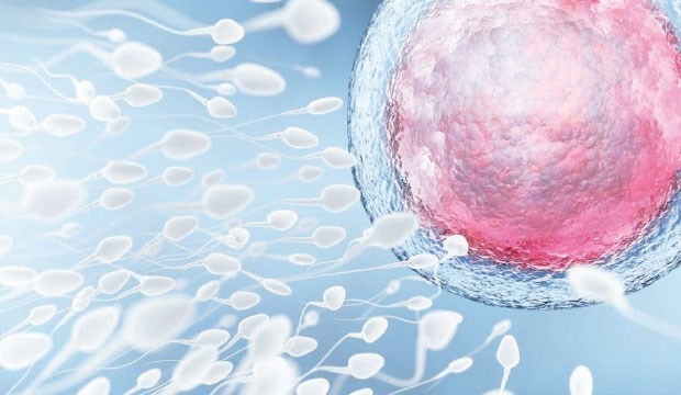 Spermi harekete geçiren protein tanılandı!