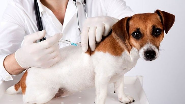 'Sputnik V aşısı hayvanları koronavirüsten iyi şekilde koruyabiliyor'