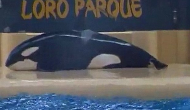 Su parkına hapsedilen balina intihar etmeye çalıştı!