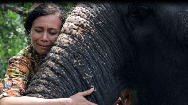 Tapınak fillerini kurtarmaya çalışan kadın: Öldürüp timsah gözyaşı döküyorlar