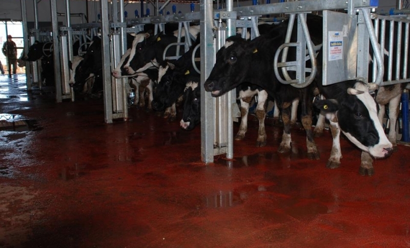 Tarım Bakanlığı: Süt ineğini kesmek yasaklansın!