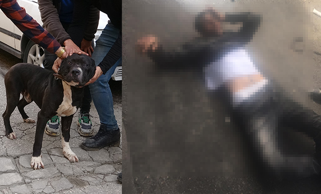 Tecavüzcü, 'Karlos' adlı köpeğin bacağından ısırmasıyla yakalandı