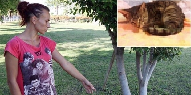 Tecavüze uğrayıp bıçaklanan yavru kedi hayatını kaybetti!