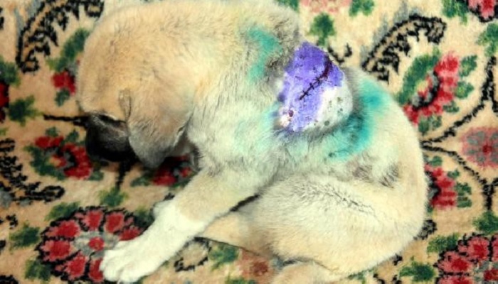 Tekirdağ'da 2 aylık yavru köpek sırtından bıçaklandı, 22 dikiş atıldı!
