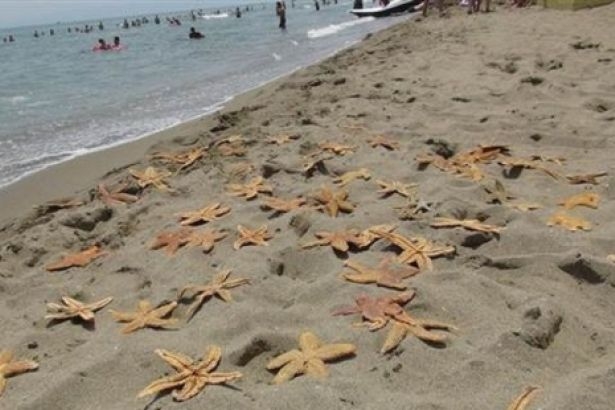 Tekirdağ'da yüzlerce deniz yıldızı kıyıya vurdu...