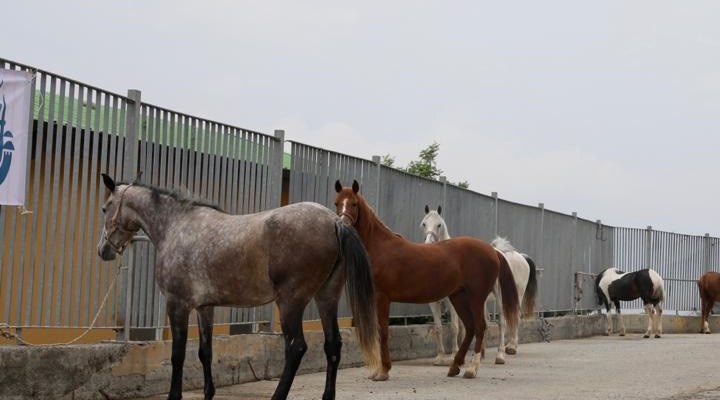 'Teslim edilen atların sorumluluğu İBB’den düştü'