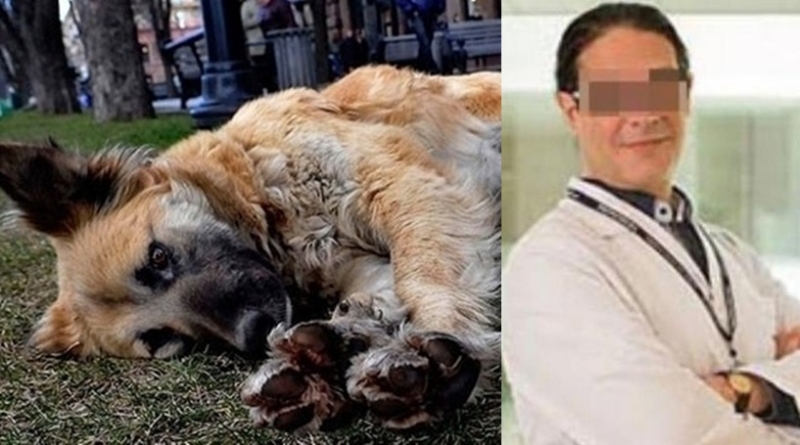 Tıp profesörü köpeği bıçaklayarak öldürdü, imza kampanyası başlatıldı!