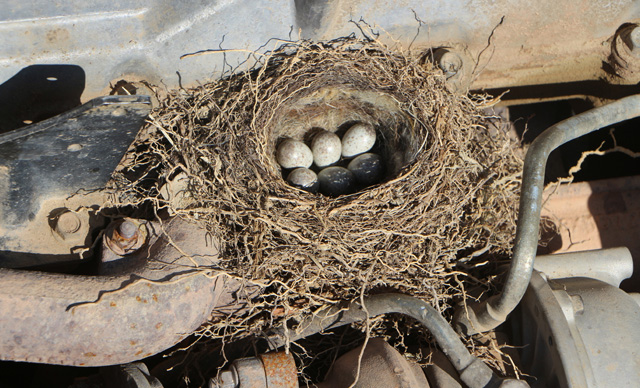 Tokat'ta kuşun yuva yaptığı iş makinesi, yavrular çıkana kadar çalıştırılmayacak 