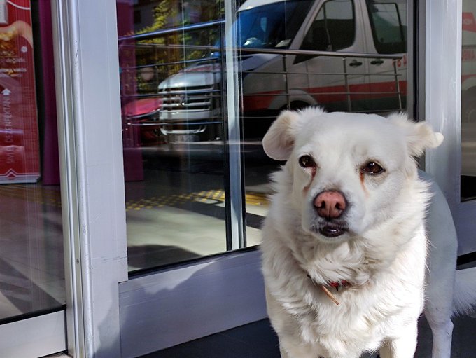 Trabzon'da sahibi hastaneye kaldırılan köpek 5 gündür hastanenin önünde bekliyor