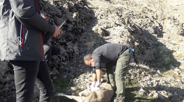 Tunceli'de nesli tükenmekte olan 8 yaban keçisi ölü bulundu