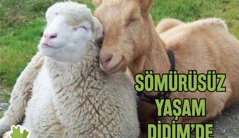 Türkiye’nin ilk vegan festivali Didim'de