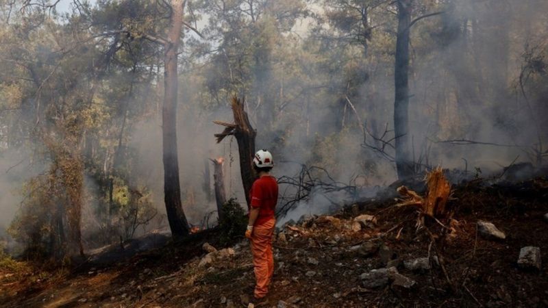 Türkiye'nin ormanlarına ne oluyor, yangın riski nasıl arttı?