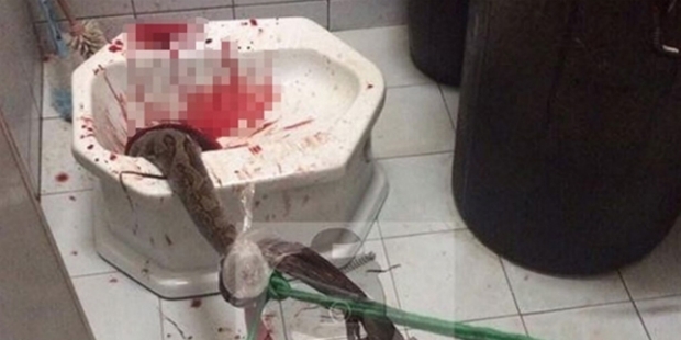 Tuvalette penisini yılan ısırdı!