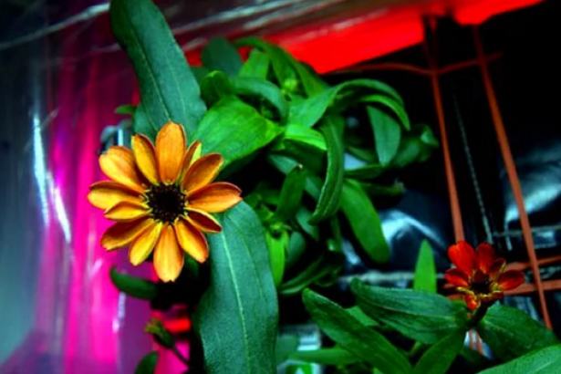 Uzay'da yetişen ilk çiçek: Zinya!