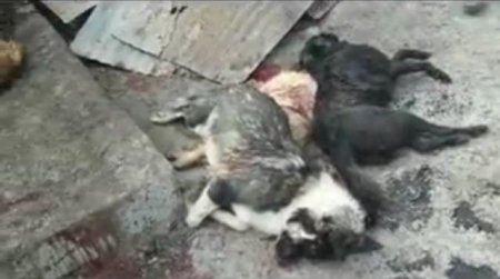 Yakılan köpekler için Azerbaycan'dan yardım çığlığı!