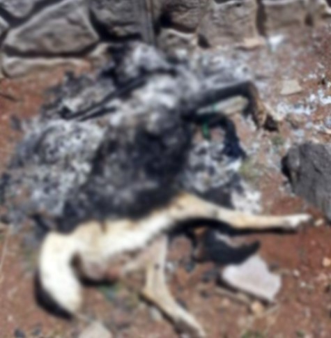 Yakılmış ve tecavüz edilmiş köpek ölüsü bulundu