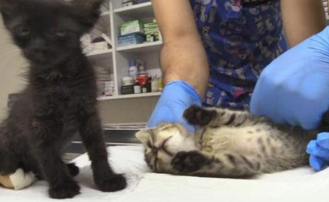 Yalova'da yavru kedilerin arka bacaklarını kesip ölüme terk ettiler