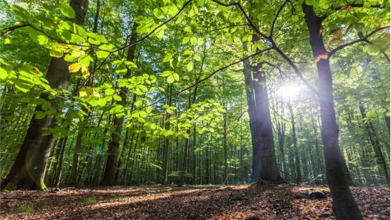 Yanan orman arazileri nasıl yeniden ağaçlandırılır?