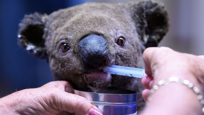 Yangından kurtarılma videosunu milyonların izlediği koala Lewis öldürüldü
