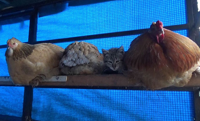 Yavru kedi, horoz ve tavuklarla birlikte kümeste yaşıyor 