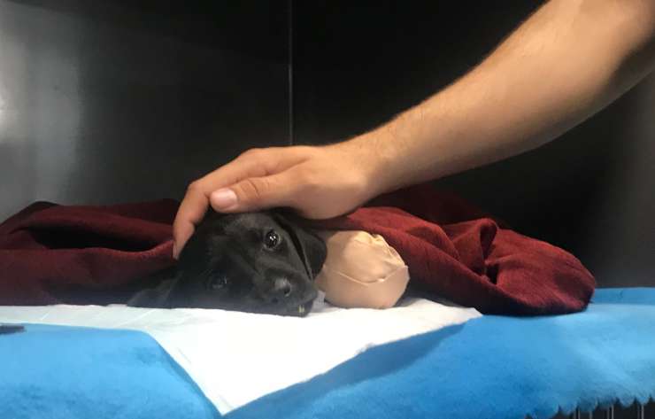 Yavru köpeğin ölümünün ardından tutuklanan kepçe operatörü tahliye edildi