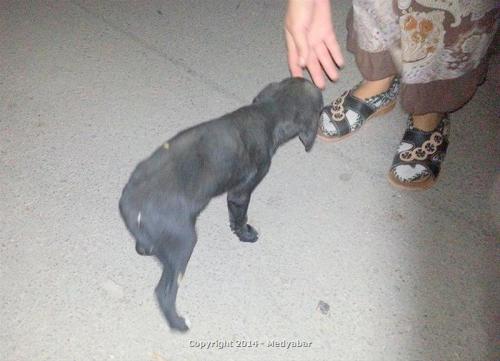  Pamukova İlçe Hastanesi'nde köpeğe işkence!