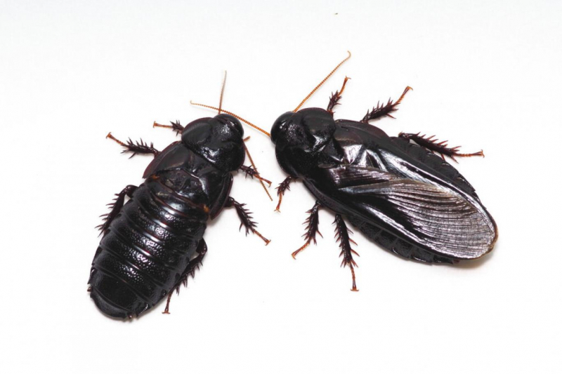 Yeni çiftleşen hamamböcekleri eşlerinin kanatlarını yiyor
