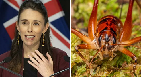 Yeni Zelanda’da keşfedilen böcek türüne Başbakan Ardern'in ismi verildi