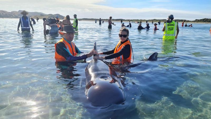 Yeni Zelanda'da kıyıya vuran 15 balina öldü, 28'i kurtarıldı