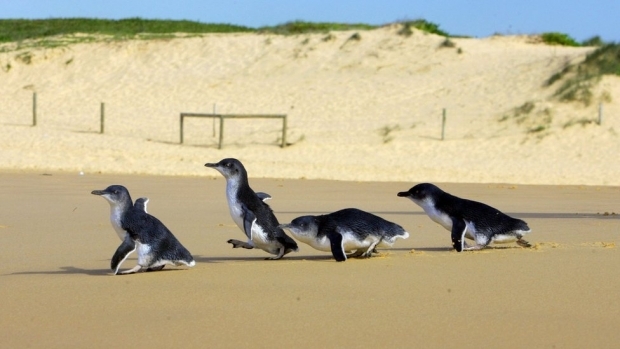 Yeni Zelanda'da penguenlere alt geçit yapılıyor