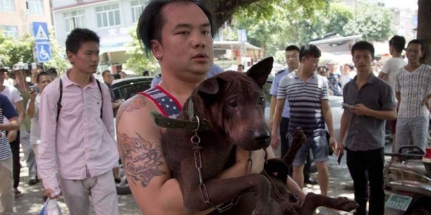 Yulin katliamından 1000 kadar köpek kurtarıldı!