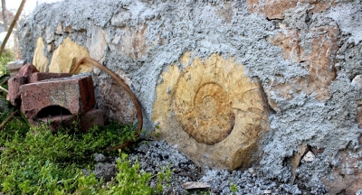 65 milyon yıllık dev salyangoz fosili duvardan söküldü