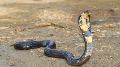 8 yaşındaki çocuk, kendisini sokan zehirli kobrayı ısırarak öldürdü