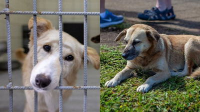 AKP'nin köpekleri toplu halde zehirleyerek soykırım yapması nedeniyle uluslararası boykot başlatıldı: Modern tarihin en kötü katliamı, Türkiye'ye gitmeyin