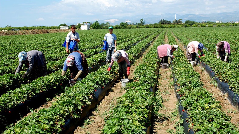 Antalya'da tarım ihracatı durduruldu iddiası