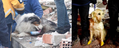Aramada görevli Lider ve Köpük isimli köpekler arama kurtarma çalışmalarında yaralandı