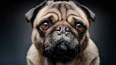 Araştırma: Köpekler, sahipleriyle tekrar bir araya geldiklerinde gözyaşı üretiyor
