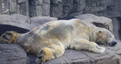 Arjantin'de kutup ayısına işkence!