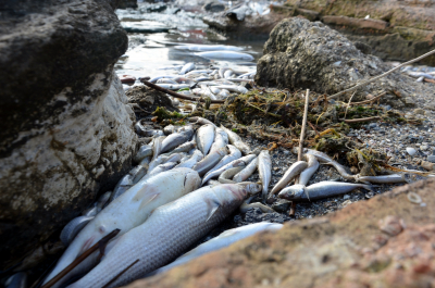 Avcılar'da binlerce ölü balık kıyıya vurdu