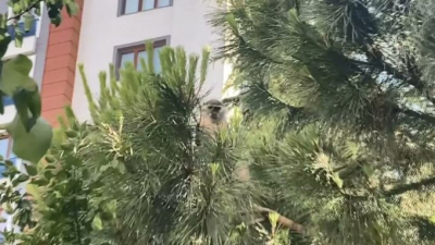 Bağcılar'da ağaçta gezen maymunu muz uzatarak yakalamaya çalıştılar: 'Gel kızım gel'