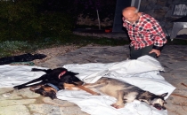 Bodrum'da köpekleri tarım ilacıyla zehirlediler!