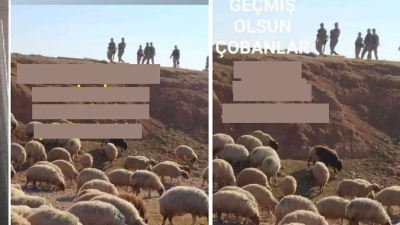 CHP'li Tanal: Jandarma Şanlıurfa'da koyunlara gözaltı işlemi uyguluyor, hayvan hakkı ihlali!