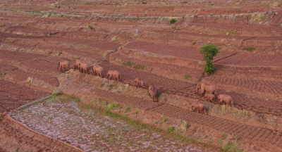 Çin'de 'hayatı koruma parkı'ndan kaçan 15 fil kurtuldu, 1'i hapsedildi