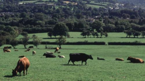 İngiliz çiftçi ''Nazi İneği'' bahanesiyle inekleri öldürdü!