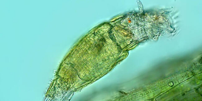 Donmuş tabakadaki mikroskobik canlının 24 bin yıl hayatta kaldığı keşfedildi