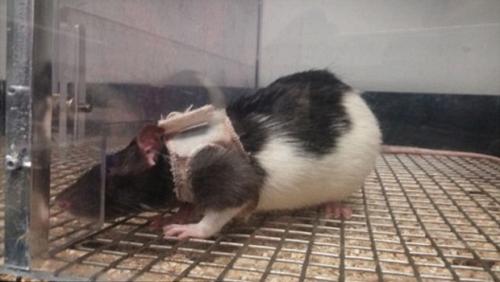 Farelere keyfi işkence: farelere sutyen taktılar!