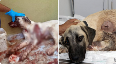 Gaziantep'te köpeği tüfekle vurdular: 'Yürüyemiyor, çenesinde kırık var'
