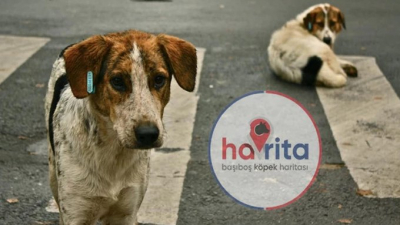 'Havrita teröristleri katlettikleri köpeklerin fotoğraflarını çekip sosyal medyada paylaşmaktan da kaçınmıyor'