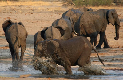 Hayvan öldürmeye çalışan avcı ölü bulundu! Fil müdahale etmiş olabilir